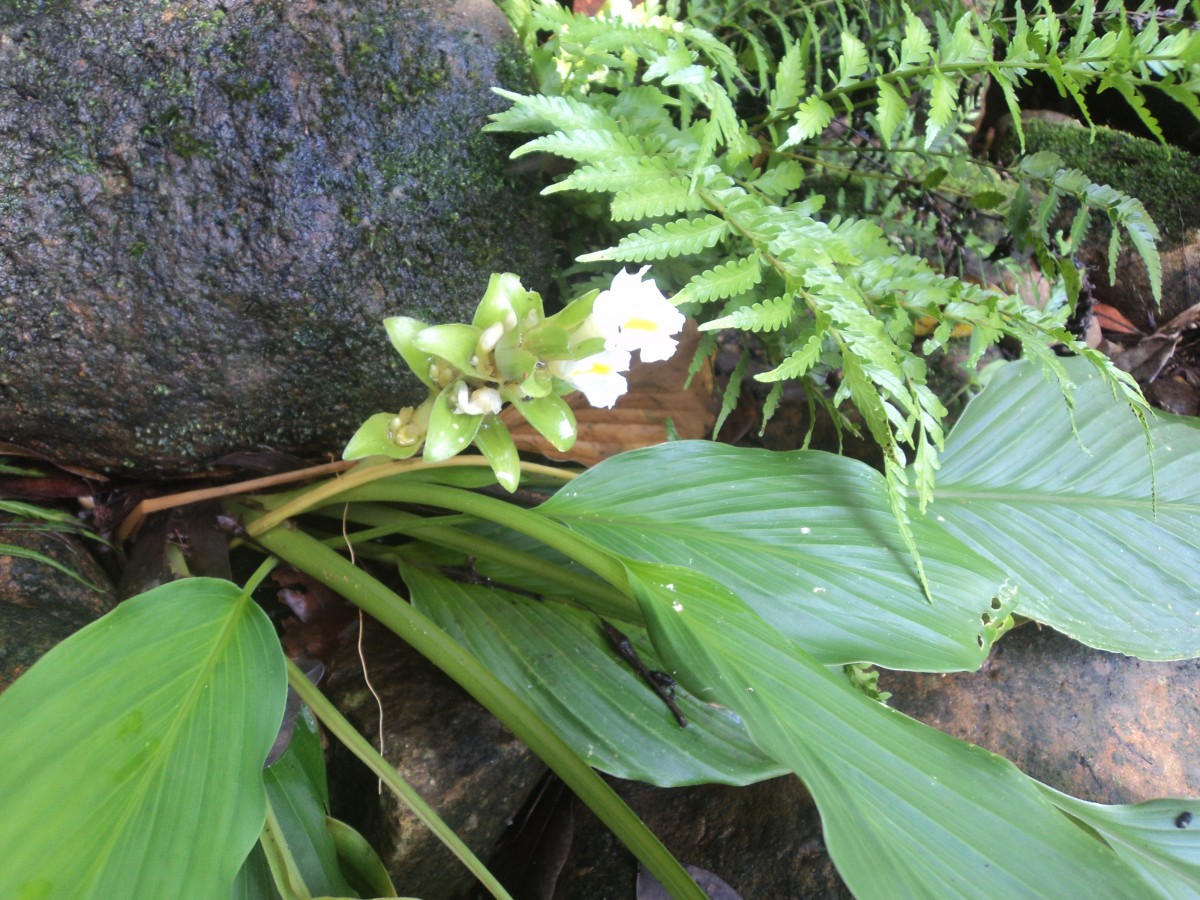 Curcuma albiflora Thwaites